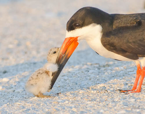 Register for Letters to Birds with J. Drew Lanham